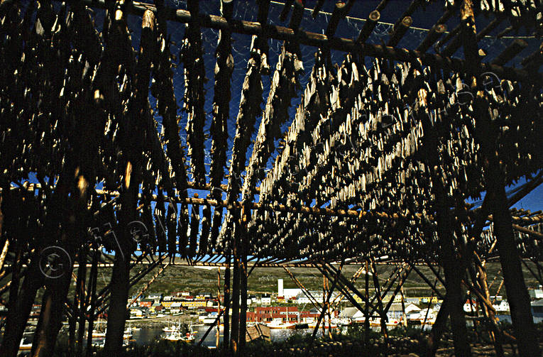 Ställningar med fisktorkning arbete, Båtsfjord, fisk, fiske, fiskställning, klippfisk, Nordnorge, soltorkad, torkad, torkning, torkställning, yrkesfiske