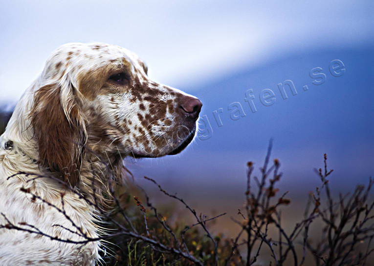 Stående fågelhund Engelsk setter djur, däggdjur, engelsk setter, fjälljakt, fågelhund, fågeljakt, hundar, jakt, ripjakt, setter, stående fågelhund