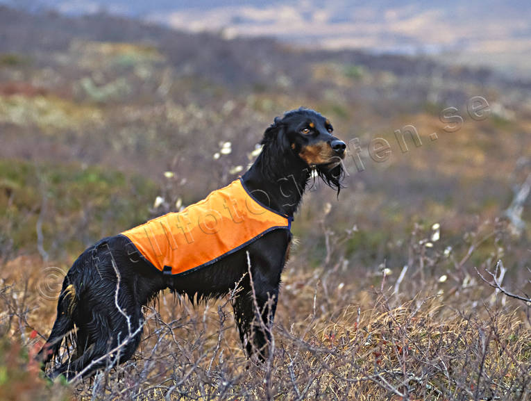 Stående fågelhund Gordon Setter djur, däggdjur, fågelhund, fågelhundar, fågeljakt, hund, hundar, jakt, ripjakt, stående fågelhund