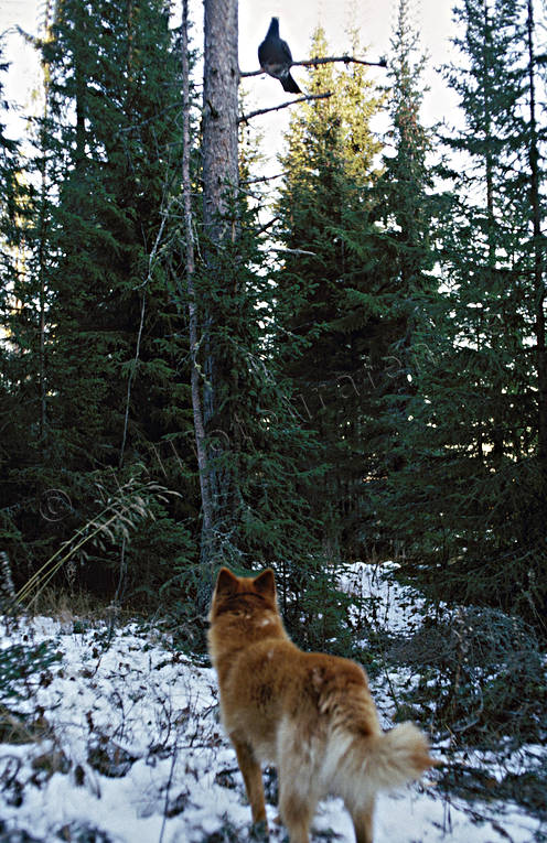 Ståndskall på tjädertupp finnspets, finsk spets, fågel, fågelhund, fågeljakt, jakt, rödsupp, skällande, ståndskall, tjäder, tjäderjakt, tjädertupp, trädskällare, trädskällarjakt, öga*