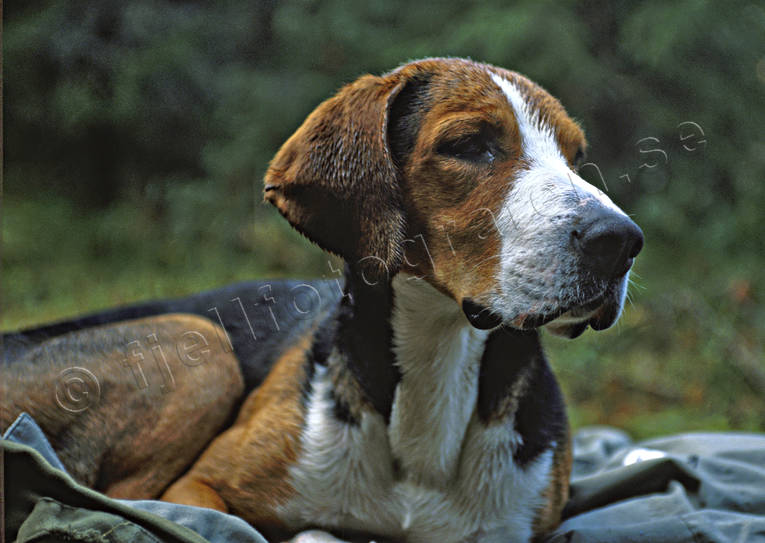 Stövare Hamiltonstövare i närbild djur, däggdjur, hamilton, hamiltonstövare, harjakt, hund, hundar, jakthund, stövare, vila, vilar