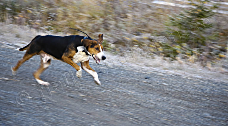 Stövare driver på grusväg drev, grusväg, hamiltonstövare, harhund, harjakt, jakt, stövare, väg