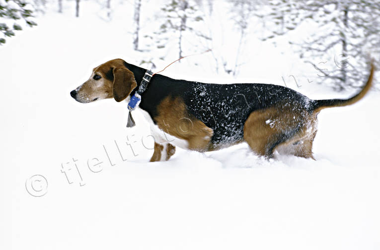 Stövare i djup snö djup snö, djur, däggdjur, finnstövare, harjakt, hund, hundar, jakt, jakthund, pulsa, snö, stövare, vinter, vinterjakt