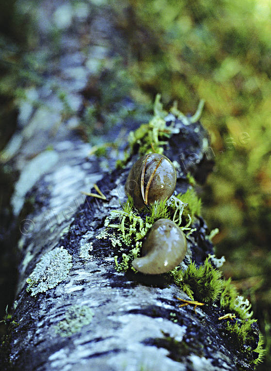 Svampar på fallen björkstam biotop, biotoper, förmultning, kretslopp, murken, murknar, natur, rutten, ruttna, skog, skogar, skogsmark, svamp, trädstam, återvinning