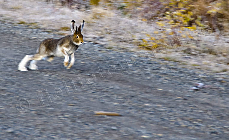 Svenskhare på grusväg djur, däggdjur, hardrev, hare, harjakt, jakt, löper, skogshare, skubbar, skuttar, vägskubbare