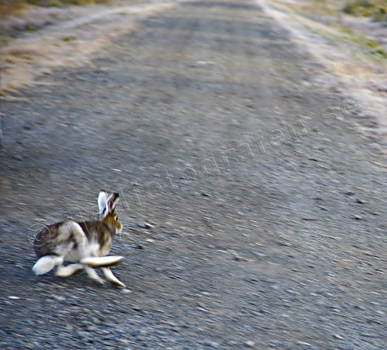 Svenskhare på grusväg djur, däggdjur, hardrev, hare, harjakt, jakt, löper, skogshare, skubbar, skuttar, vägskubbare