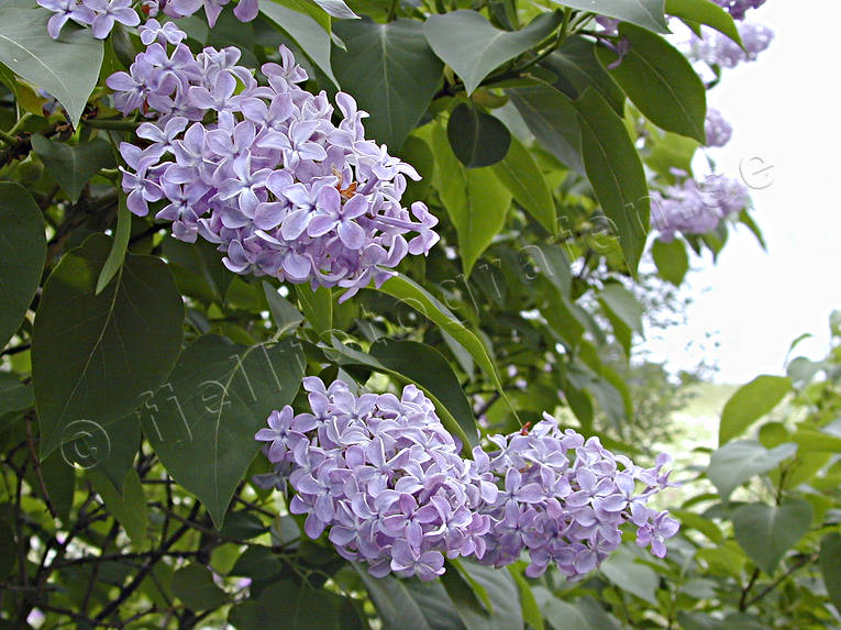 Syren i blom biotop, biotoper, blommande, blommor, doft, natur, sommar, syren, syrenblom, äng, ängar, ängsmark