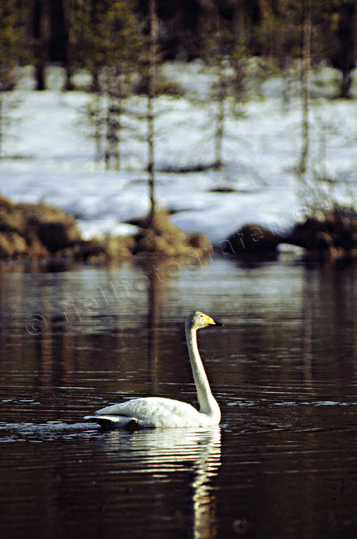 Sångsvan i sjö djur, fåglar, svan, svanar, sångsvan