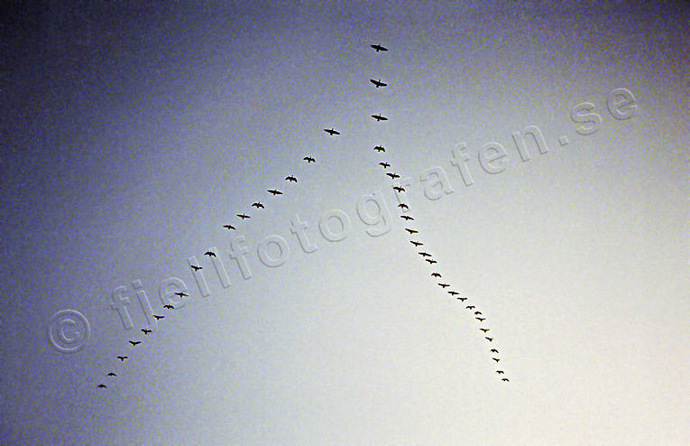 Sångsvanar flyger i formation djur, flyga, flytta, flyttfåglar, formation, formationsflyga, fåglar, svanar, sångsvanar