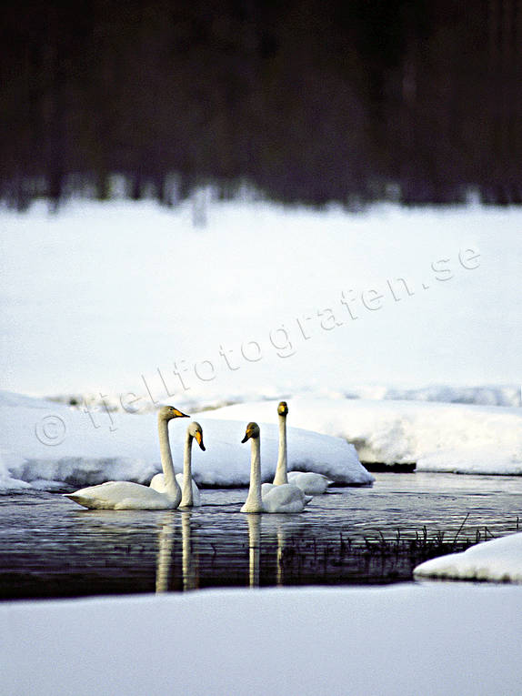 Sångsvanar i vårbäck djur, fåglar, snö, svan, svanar, sångsvan, vår