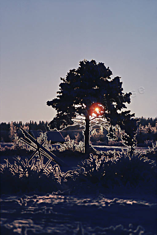 grenverk, jul, julbilder, julkort, julstmning, kallt, motljus, relief, sn, snlandskap, stmning, stmningsbild, stmningsbilder, tall, vinter, rstid, rstider