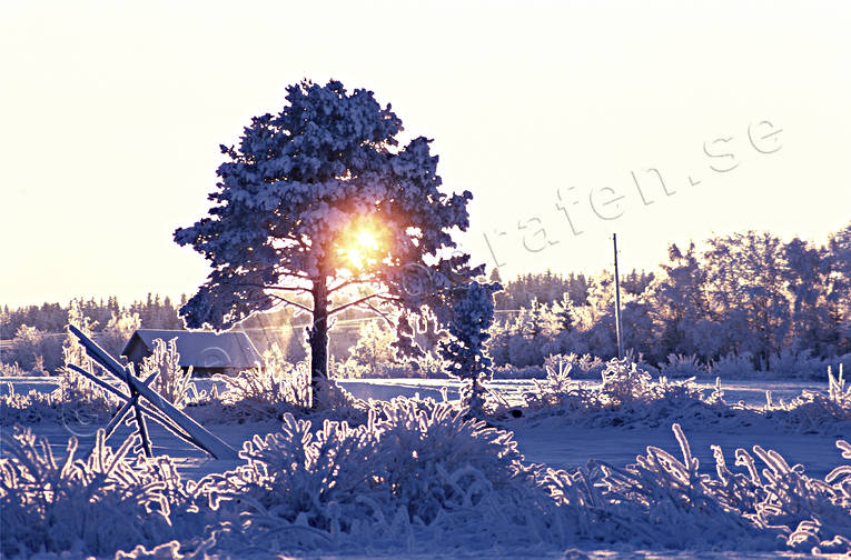 grenverk, jul, julbilder, julkort, julstmning, kallt, motljus, relief, sn, sntyngt, stmning, stmningsbild, stmningsbilder, vinter, vinterlandskap, vinterstmning, rstid, rstider