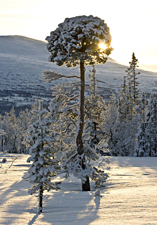 barrtrd, fjll, fjllen, grenverk, jul, julkort, julstmning, kallt, motljus, rimfrost, sn, snlandskap, Storsnasen, stmning, stmningsbild, stmningsbilder, tall, vinter, rstid, rstider