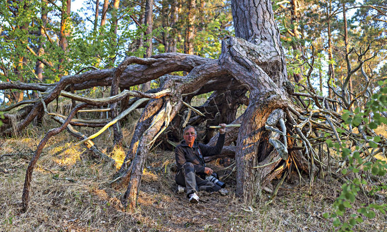 ek, ekar, Gotland, Gotska Sandn, kust, Landskap, nationalpark, nationalparker, natur, skog, skogar, sommar, tall, tallar, trd, turism, uteliv, rstid, rstider, 