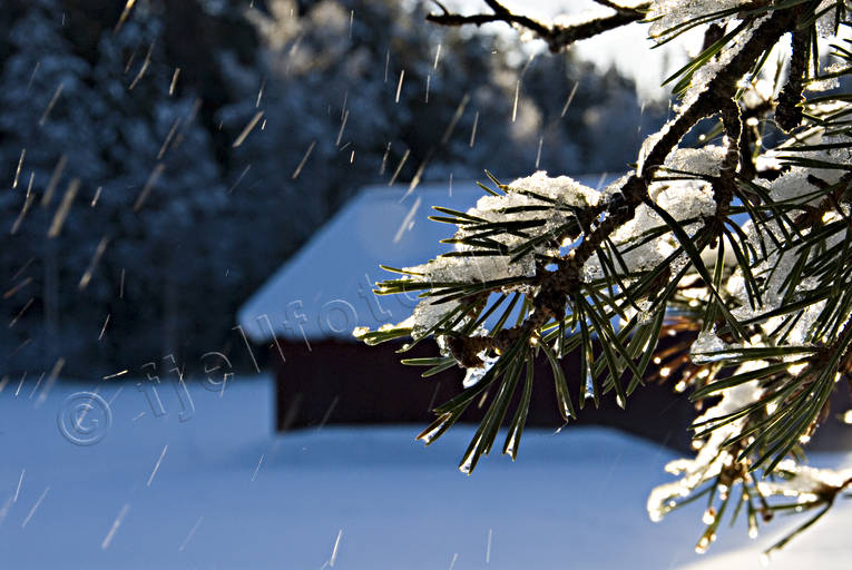 jul, julbilder, julkort, julstmning, lada, sn, stmning, stmningsbild, stmningsbilder, tallbarr, vinter, vinterbilder, rstid, rstider