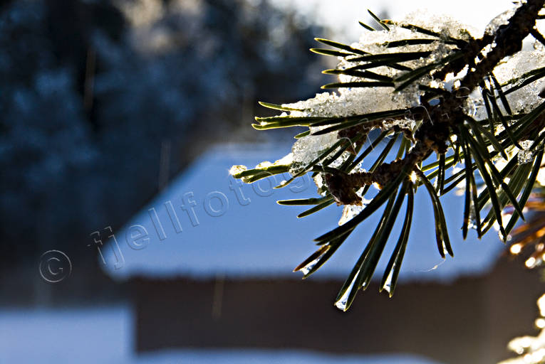 jul, julbilder, julkort, julstmning, lada, sn, stmning, stmningsbild, stmningsbilder, tallbarr, vinter, vinterbilder, rstid, rstider
