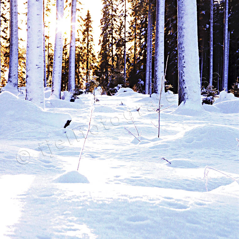 julkort, julstmning, motljus, skog, sn, stmning, stmningsbild, stmningsbilder, tallar, tallstammar, vinter, rstid, rstider