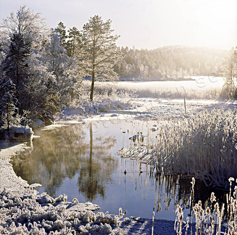 Forsn, frost, frvinter, jul, julbilder, julkort, julstmning, stmning, stmningsbild, stmningsbilder, vass, vattendrag, vinter, rstid, rstider