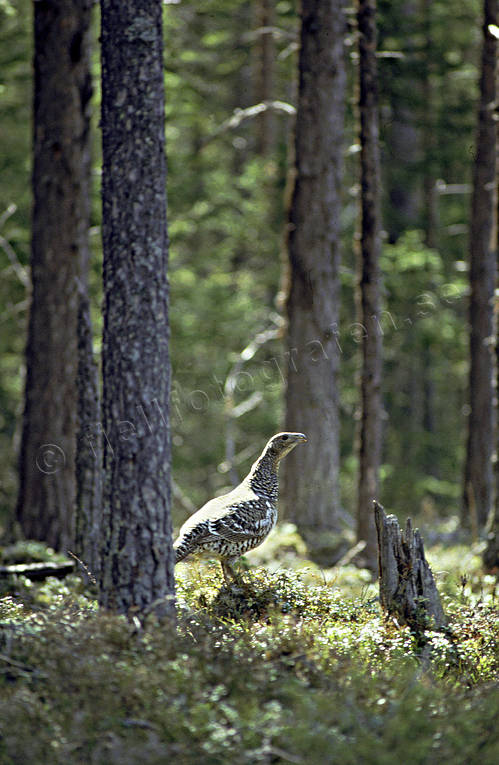 djur, fgel, fglar, hna, skogsfgel, skogshns, solglnta, tallskog, tjder, tjderhna