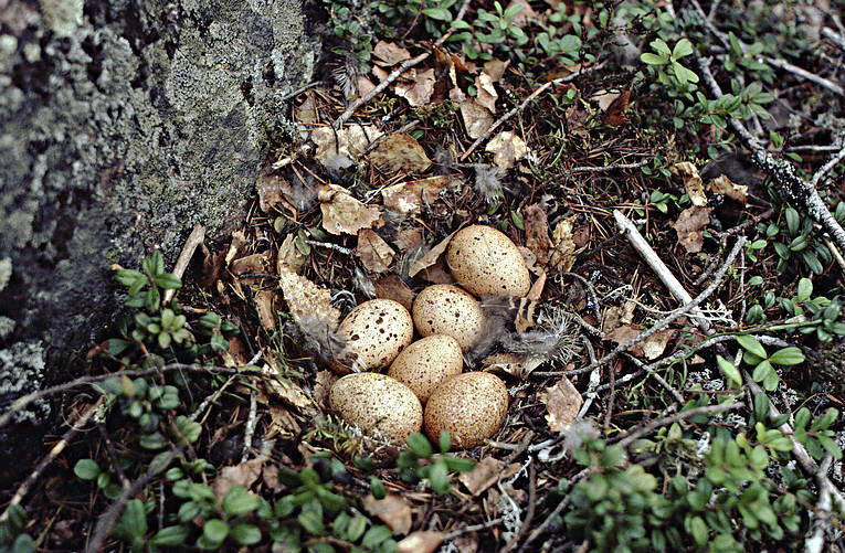 djur, fgel, fgelbo, fgelgg, fglar, skogsfgel, skogshns, tjder, tjderrede, tjdergg, gg