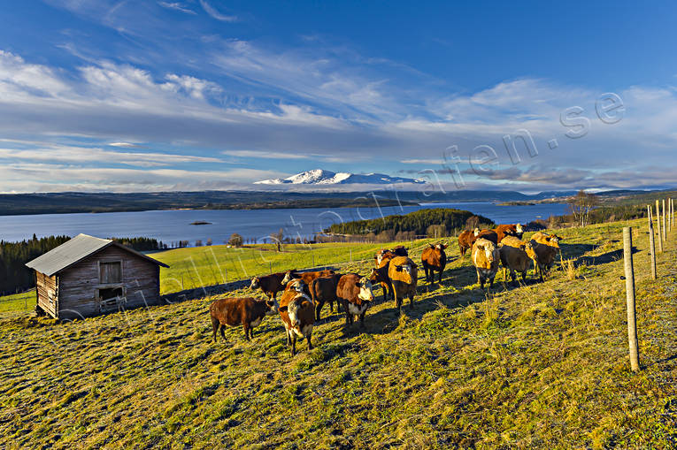 Tjurar Kallsjön Åreskutan boskap, höst, Jämtland, Kallsjön, lada, Landskap, lantbruk, tjurar, Åreskutan, ängsmark