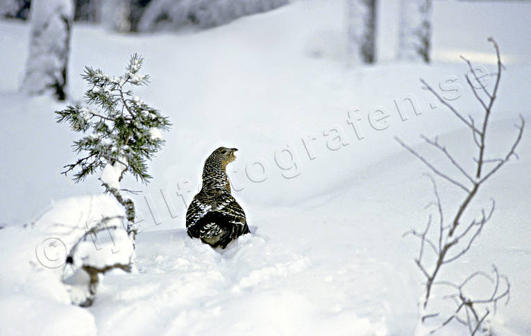 Tjäderhöna i snö djur, fågel, fåglar, höna, skogsfågel, skogshöns, snö, tjäder, tjäderhöna, vinterlandskap