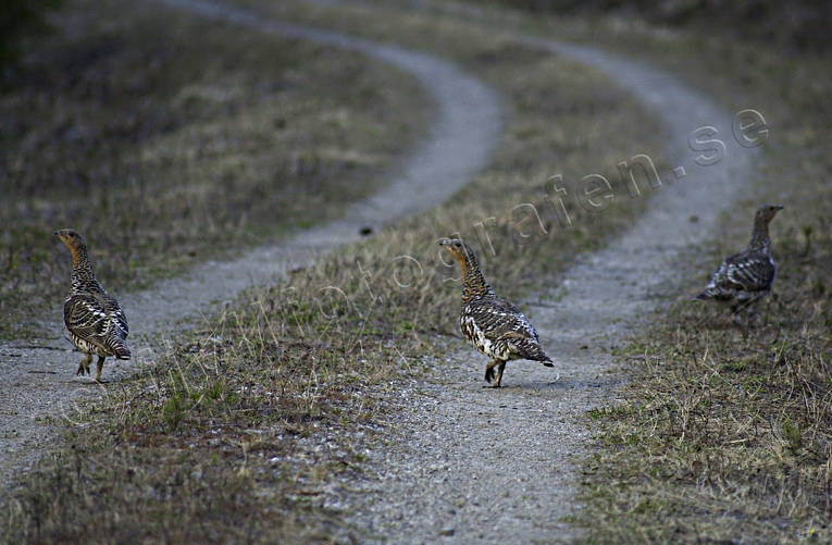 Tjäderhönor på väg djur, fåglar, grus, plockar, röy, skogsfågel, skogshöns, tjäder, tjäderhönor, väg