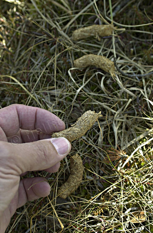 Tjäderspillning djur, fågel, fåglar, skit, skogsfågel, skogshöns, spillning, tjäder, tjäderskit, tjäderspillning