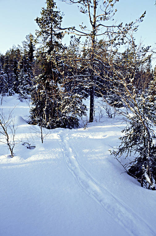 Tjäderspår i snö djur, fågel, fåglar, skogsfågel, skogshöns, snö, spel, spelplats, spår, tjäder, tjäderspel, tjäderspår, vinter