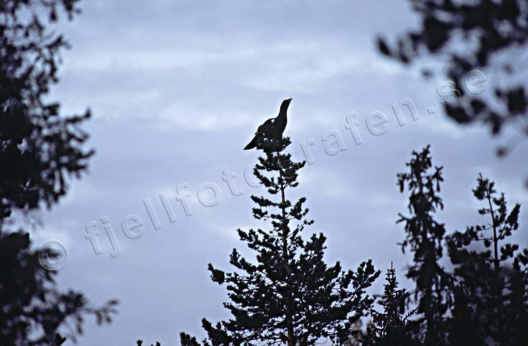Tjädertupp i talltopp djur, fågel, fåglar, gryning, skogsfågel, skogshöns, tall, talltopp, tjäder, tjädertupp, tupp