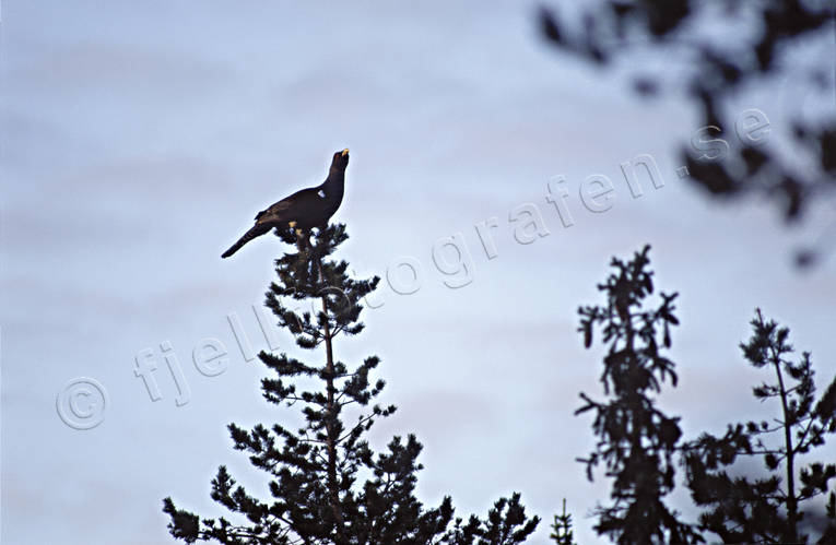 Tjädertupp i talltopp djur, fågel, fåglar, skogsfågel, skogshöns, tjäder, tjädertupp, topp