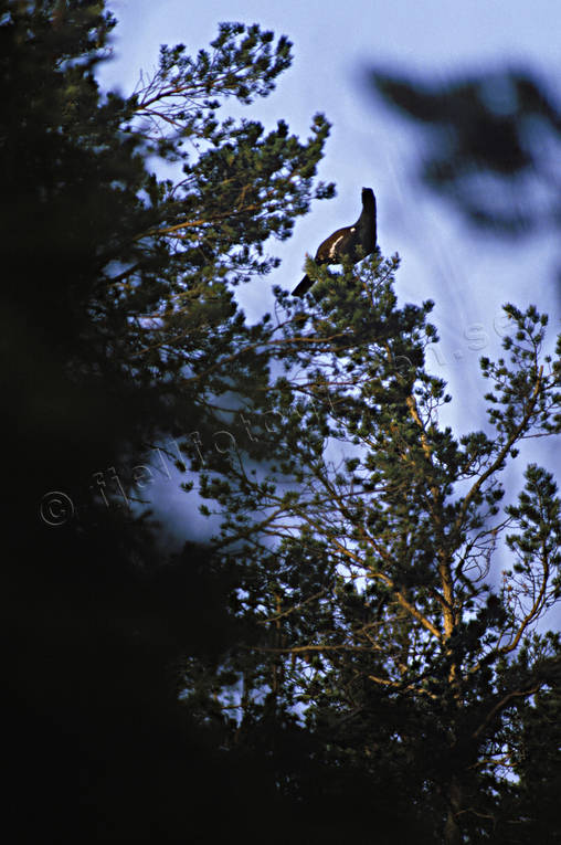 Tjädertupp i träd betar, djur, fågel, fåglar, skogsfågel, skogshöns, tall, tjäder, tjäderspel, tjädertupp, träd, tupp