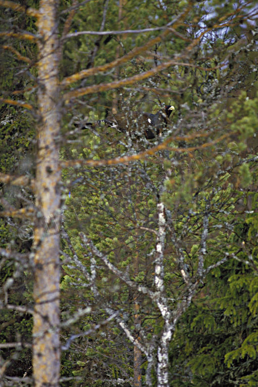 Tjädertupp i träd djur, fågeljakt, fåglar, jakt, skogsfågel, skogshöns, skymd, tjäder, tjäderjakt, tjädertupp, träd