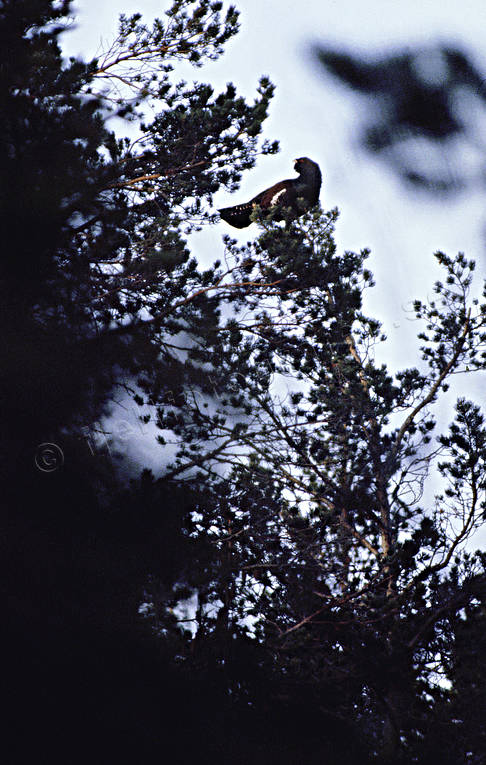 Tjädertupp på tallgren djur, fågel, fåglar, skogsfågel, skogshöns, spel, tall, tallgren, tjäder, tjädertupp, träd, tupp