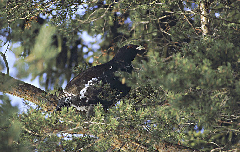 Tjädertupp på tallgren djur, fågel, fåglar, skogsfågel, skogshöns, tall, tallgren, tjäder, tjädertupp, tupp, ungtupp