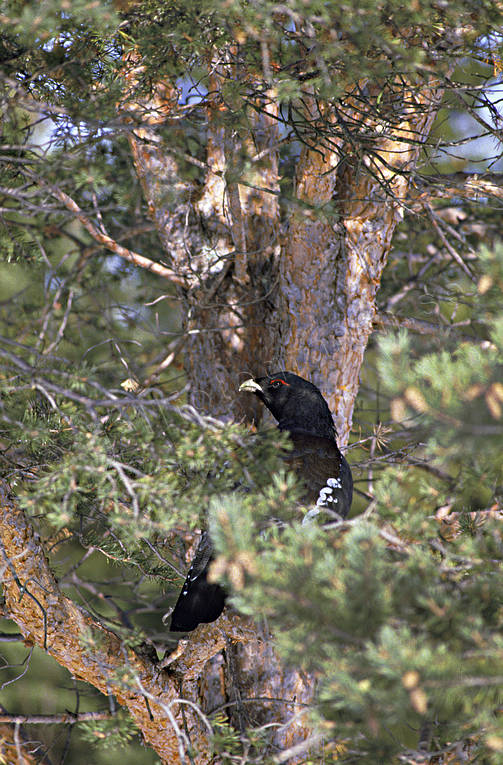 Tjädertupp på tallgren djur, fågel, fåglar, skogsfågel, skogshöns, tall, tallgren, tjäder, tjädertupp, träd, tupp