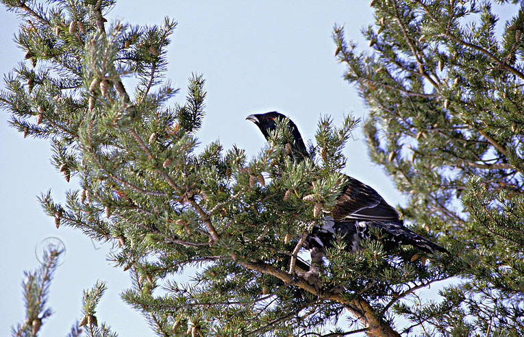 Tjädertupp på tallgren djur, fågel, fåglar, skogsfågel, skogshöns, tall, tallgren, tjäder, tjädertupp, tupp, ungtupp