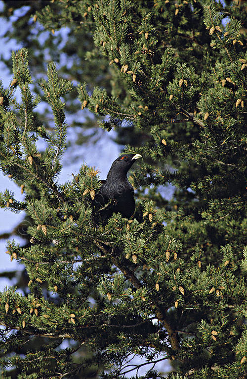 Tjädertupp på tallgren djur, fågel, fåglar, skogsfågel, skogshöns, tall, tallgren, tjäder, tjädertupp, tupp, ungtupp