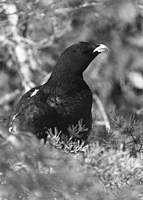 Tjädertupp på tallgren djur, fågel, fåglar, skogsfågel, skogshöns, svartvit, tjäder, tjädertupp