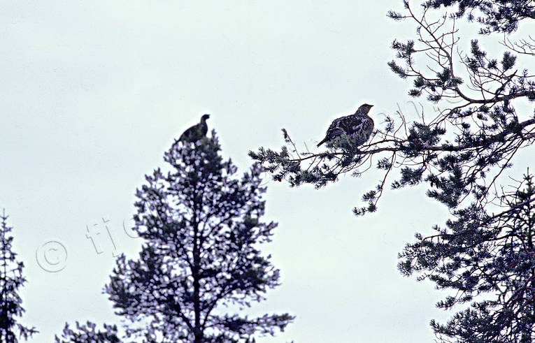 Tjädrar i träd djur, fåglar, höna, skogsfågel, skogshöns, tall, tallgren, tjäder, tjäderhöna, tjädertupp, tupp