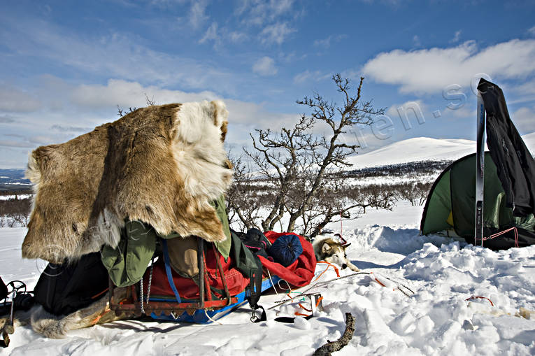 draghund, draghundar, nationalpark, nationalparker, rast, rasta, Sododalen, Sonfjllet, turkning, vila, vilar, vinter, ventyr