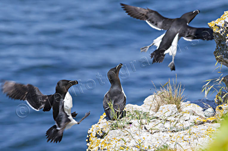 Tordmular på Stora Karlsö Alca torda, alka, alker, alkor, djur, fågel, fåglar, Landskap, sjöfågel, sjöfåglar, Stor Karlsö, Tordmule
