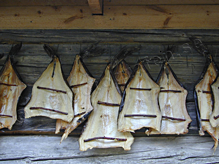 arbete, fisk, fiske, gdda, torkaad fisk, torkad, torkning, yrkesfiske