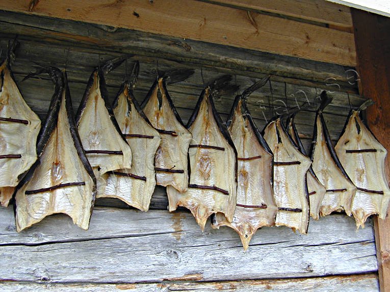 arbete, fisk, fiske, gdda, torkaad fisk, torkad, torkning, yrkesfiske