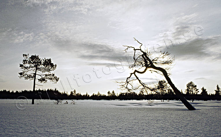 Blejkmyren, julkort, julstmning, kallt, myr, sn, stmning, stmningsbild, stmningsbilder, tall, torrtall, vinter, rstid, rstider, dslig