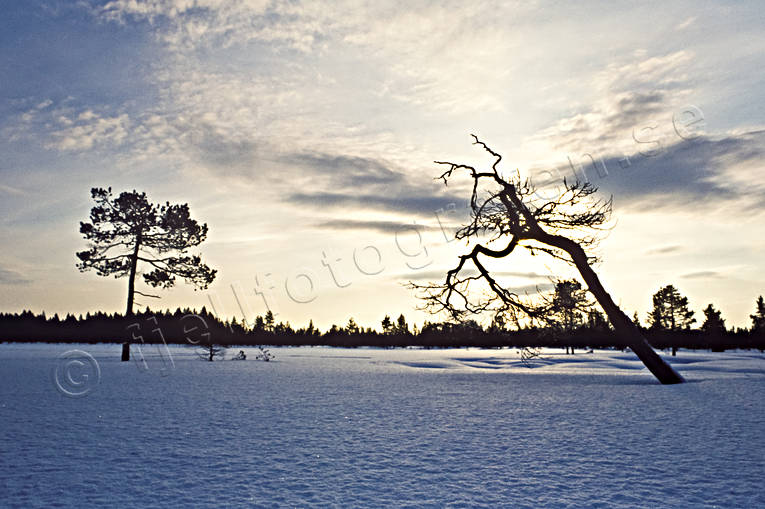 himmel, Jmtland, motljus, myr, myrmark, stmning, stmningsbild, stmningsbilder, tall, torrfura, torrtall, vinter, rstid, rstider, dslig