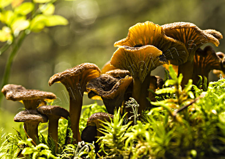 Trattkantareller i mossa höst, natur, skog, svamp, svampar, svampplockning, trattkantarell, trattkantareller, årstider