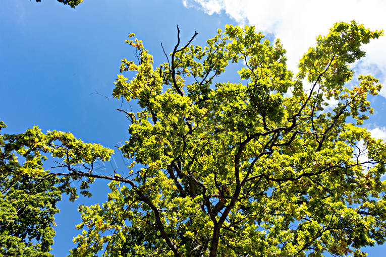 Trädkrona hos ek ek, ekskog, lövverk, natur, skog, träd, trädkrona, Visingsö