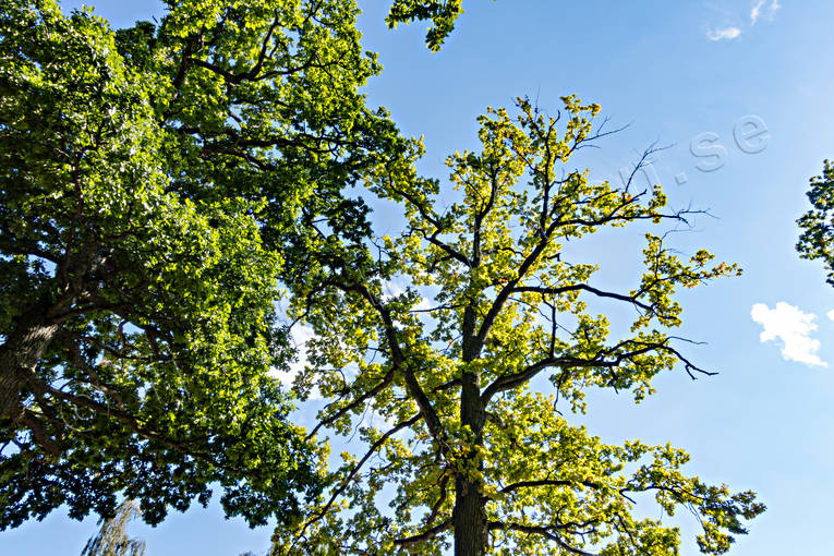Trädkrona hos ek ek, ekskog, lövverk, natur, skog, träd, trädkrona, Visingsö