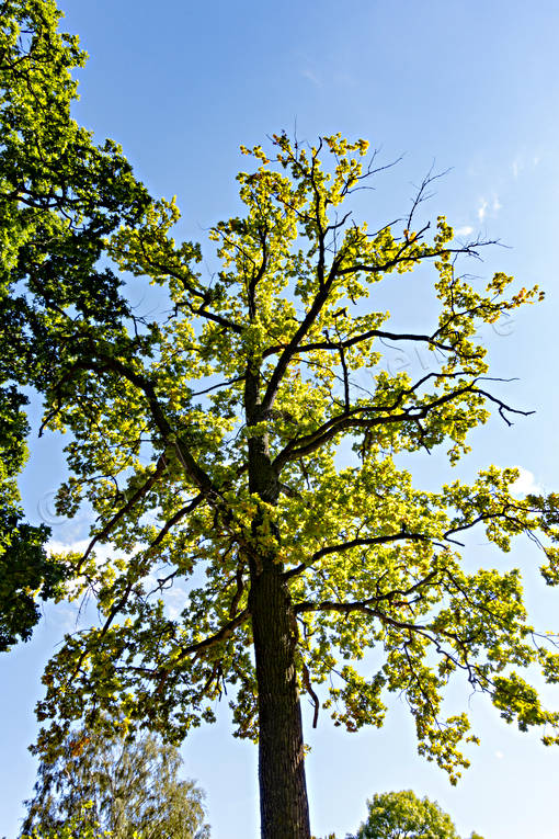 Trädkrona hos ek ek, ekskog, lövverk, natur, skog, träd, trädkrona, Visingsö